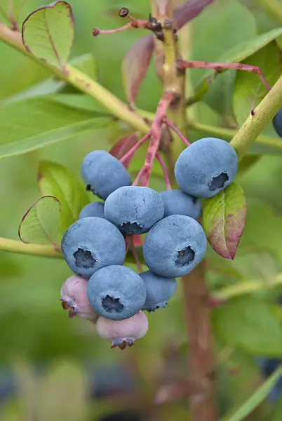 517385 - Blueberry (Vaccinium corymbosum 'Chandler')