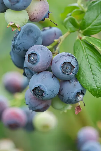 664471 - Blueberry (Vaccinium corymbosum 'Darrow')