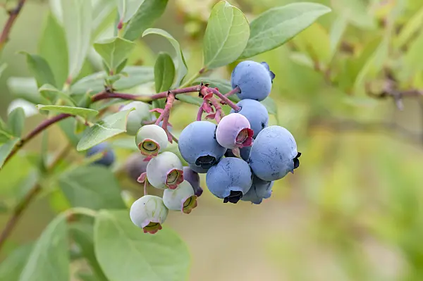 593214 - Blueberry (Vaccinium corymbosum 'Draper')