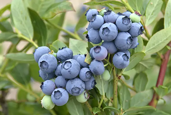 502447 - Blueberry (Vaccinium corymbosum 'Duke')