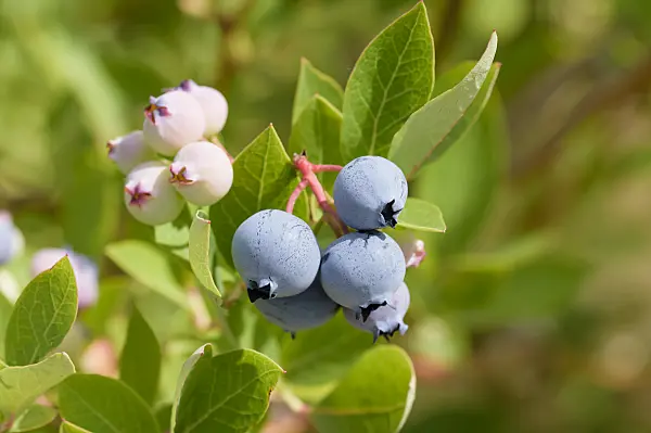 593215 - Blueberry (Vaccinium corymbosum 'Hortblue Poppins')