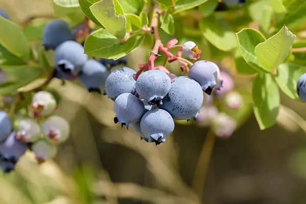 593216 - Blueberry (Vaccinium corymbosum 'Hortblue Poppins')