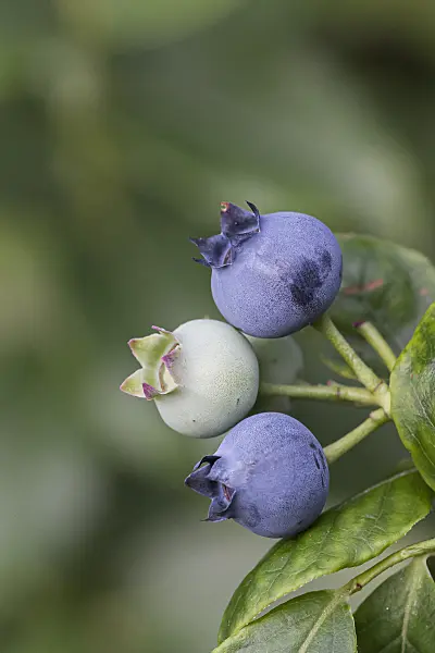 616137 - Blueberry (Vaccinium corymbosum 'Jelly Bean')