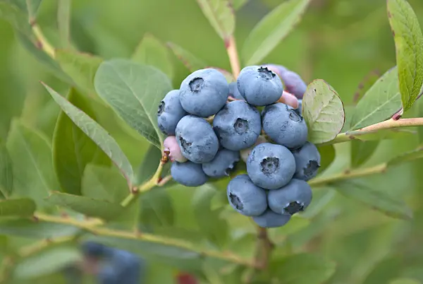 517386 - Blueberry (Vaccinium corymbosum 'Nelson')