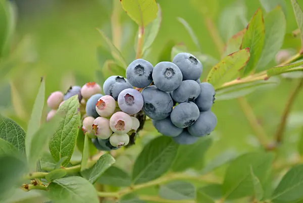 517387 - Blueberry (Vaccinium corymbosum 'Nelson')