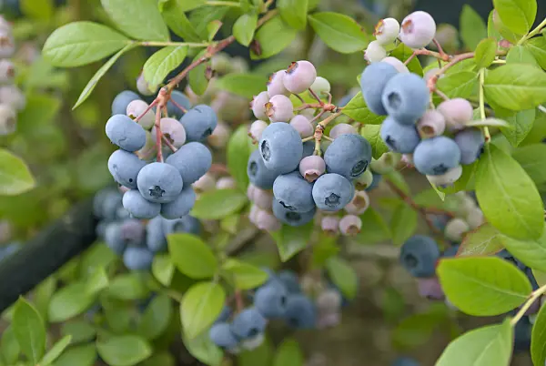 517388 - Blueberry (Vaccinium corymbosum 'Nelson')