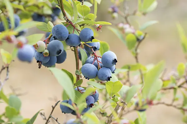 638369 - Blueberry (Vaccinium corymbosum 'O'Neal')