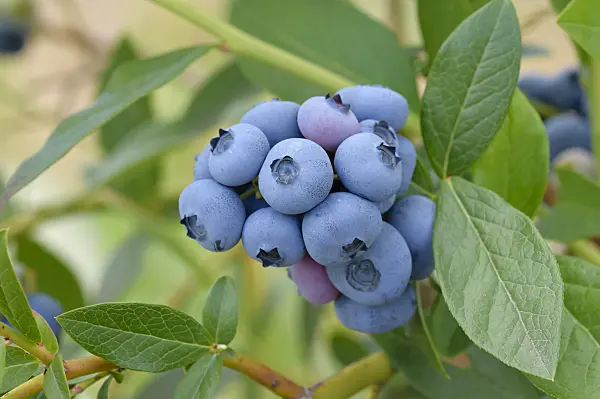 593217 - Blueberry (Vaccinium corymbosum 'Patriot')