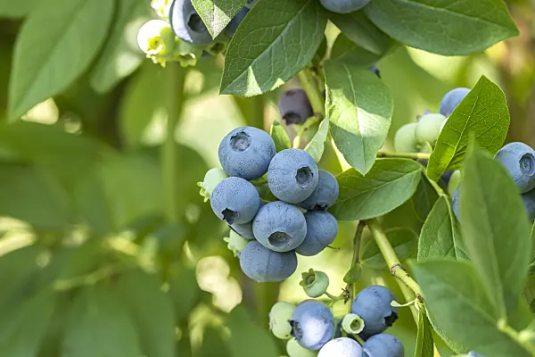 635168 - Blueberry (Vaccinium corymbosum 'Patriot')