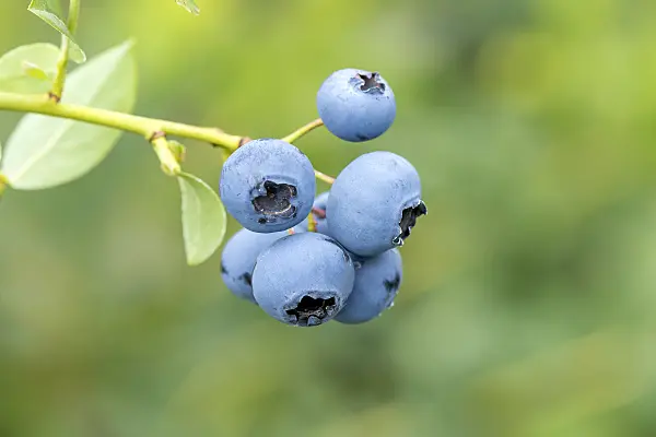 616135 - Blueberry (Vaccinium corymbosum 'Reka')