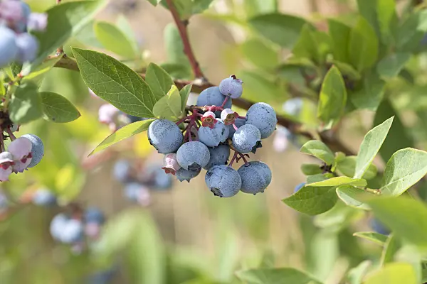 638370 - Blueberry (Vaccinium corymbosum 'Springwide')