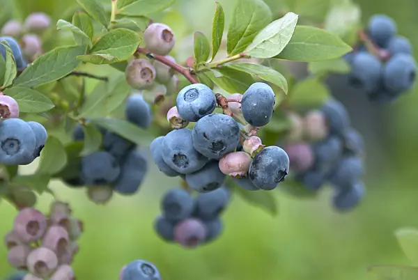 517389 - Blueberry (Vaccinium corymbosum 'Toro')