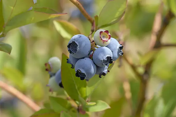 593218 - Blueberry (Vaccinium corymbosum 'Windsor')