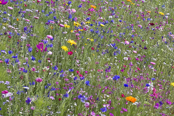 573019 - Blumenwiese