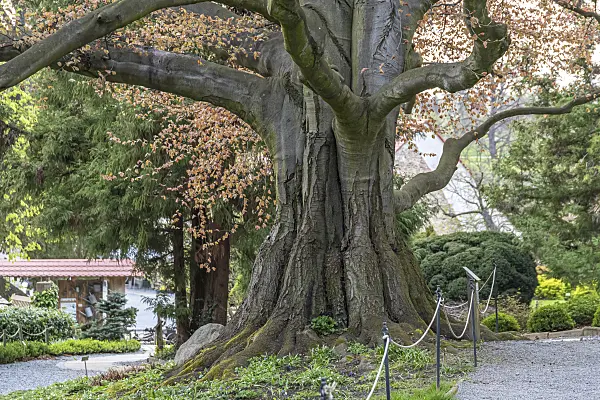 625197 - Blutbuche (Fagus sylvatica 'Atropunicea')
