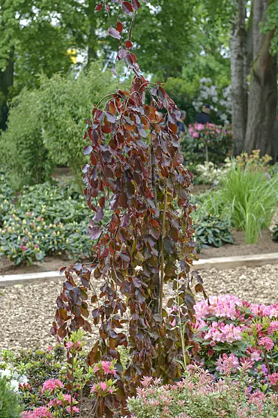 558102 - Blutbuche (Fagus sylvatica 'Purple Fountain')