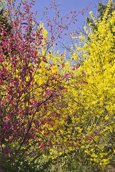 543019 - Blutjohannisbeere (Ribes sanguineum) und Forsythie (Forsythia x intermedia)