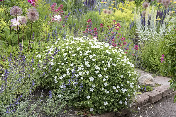 651300 - Blutroter Storchschnabel (Geranium sanguineum 'Album')