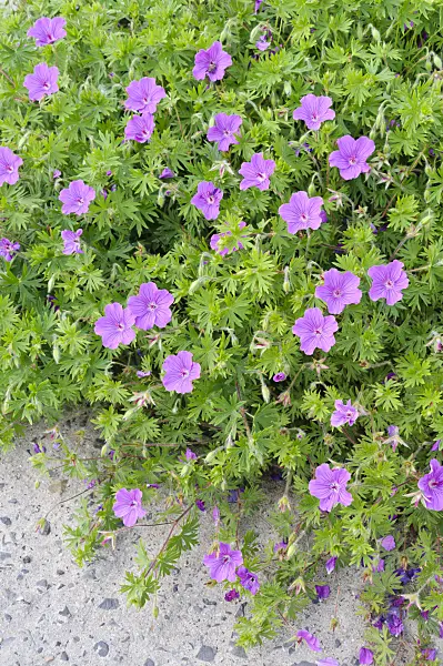 485007 - Blutroter Storchschnabel (Geranium sanguineum 'Tiny Monster')