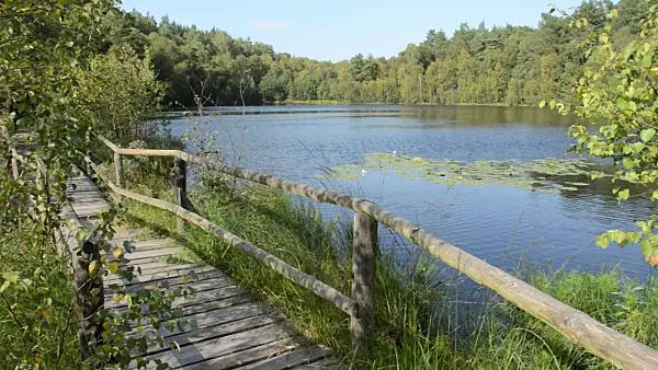 499109 - Boardwalk at Lake Wienpitschsee, Müritz National Park, Germany