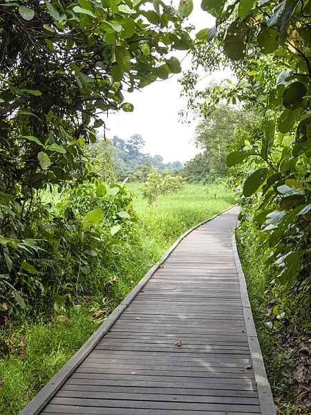 411264 - Boardwalk, Central Catchment Nature Reserve, Singapore