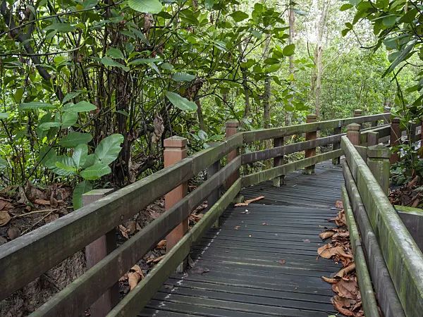 411106 - Boardwalk, Sungei Buloh Nature Park, Singapore