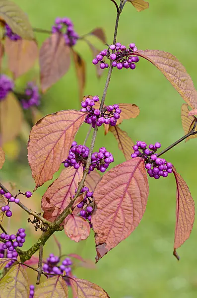 549111 - Bodinier's beautyberry (Callicarpa bodinieri var. giraldii)