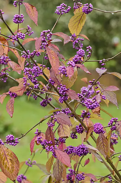 549112 - Bodinier's beautyberry (Callicarpa bodinieri var. giraldii)