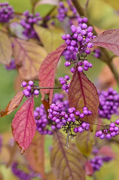 549113 - Bodinier's beautyberry (Callicarpa bodinieri var. giraldii)