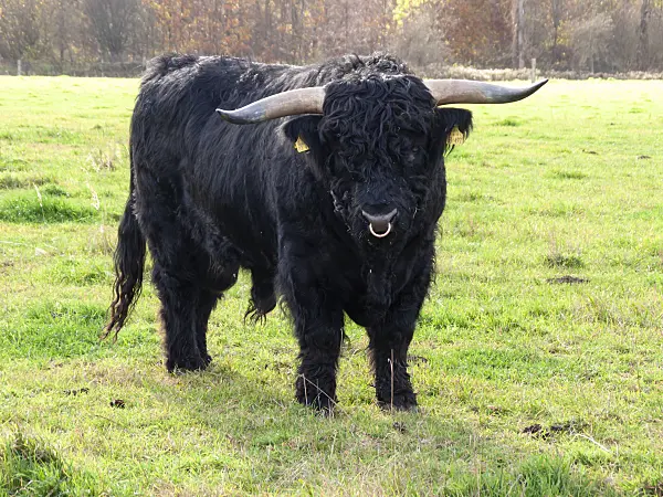525466 - Bœuf d'Écosse (Bos taurus)