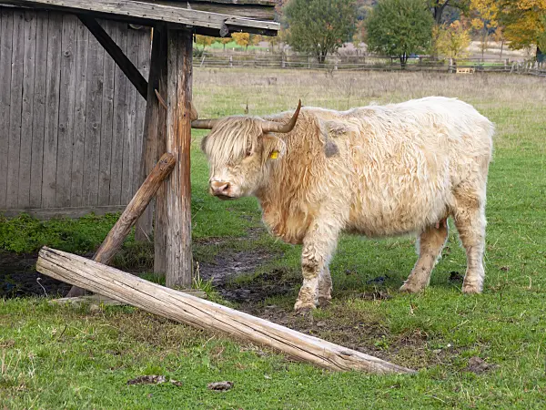 525231 - Bœuf d'Écosse (Bos taurus) se tient paresseusement devant une cabane en bois dans le pâturage
