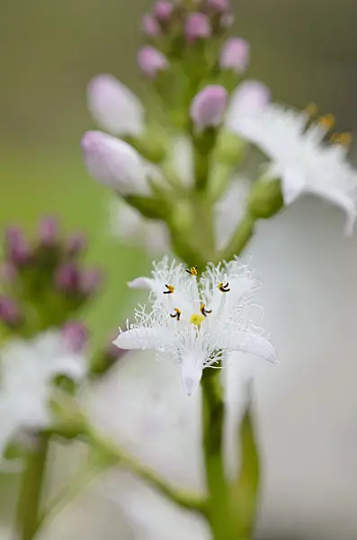 520047 - Bog-bean (Menyanthes trifoliata)