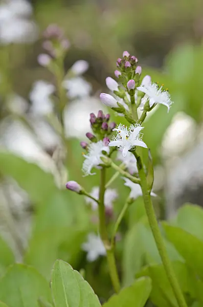 520050 - Bog-bean (Menyanthes trifoliata)