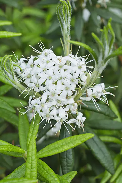 557024 - Bog Labrador tea (Ledum groenlandicum syn. Rhododendron groenlandicum)