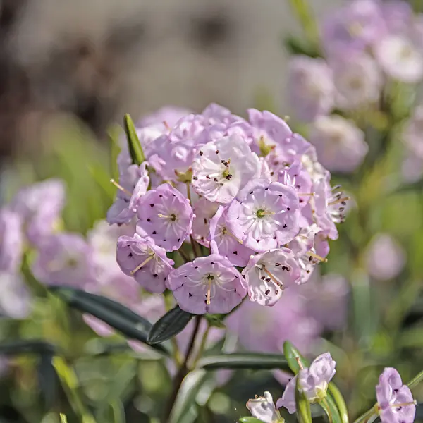 535287 - Bog laurel (Kalmia polifolia)