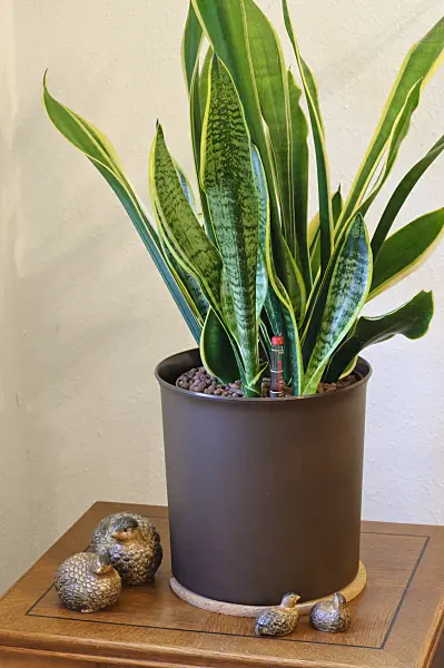 467017 - Bogenhanf (Sansevieria trifasciata)