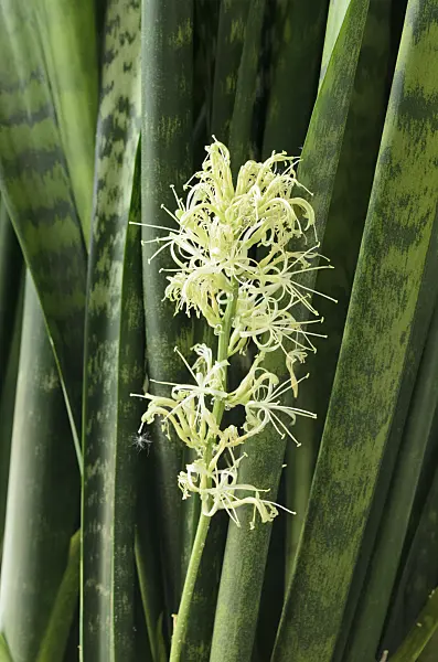 520268 - Bogenhanf (Sansevieria trifasciata)