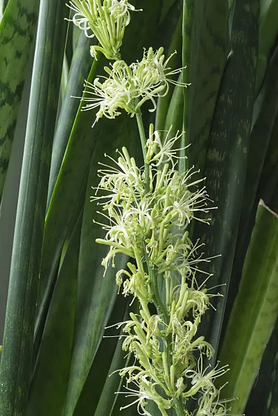 557001 - Bogenhanf (Sansevieria trifasciata)