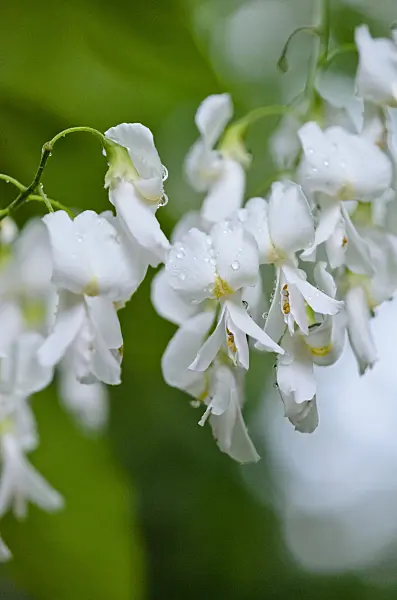 521022 - Bois jaunes (Cladrastis kentukea syn. Cladrastis lutea)