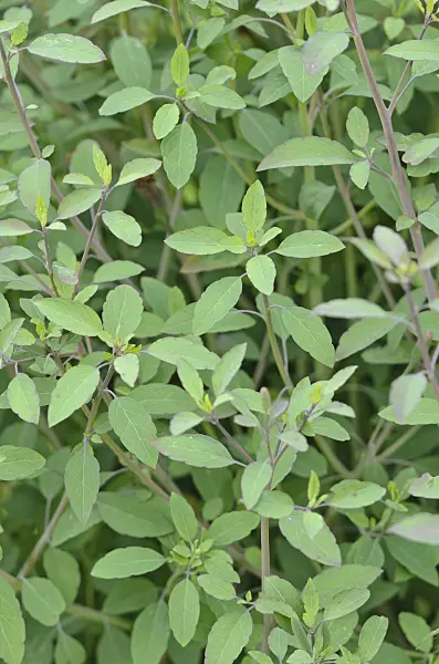 534463 - Bolivian coriander (Porophyllum ruderale)