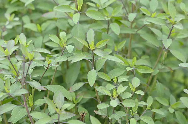 534464 - Bolivian coriander (Porophyllum ruderale)