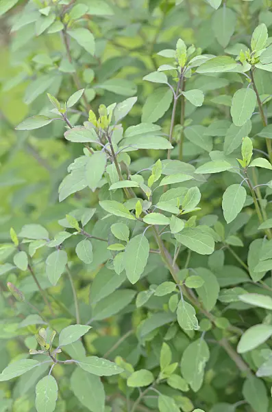 534465 - Bolivian coriander (Porophyllum ruderale)
