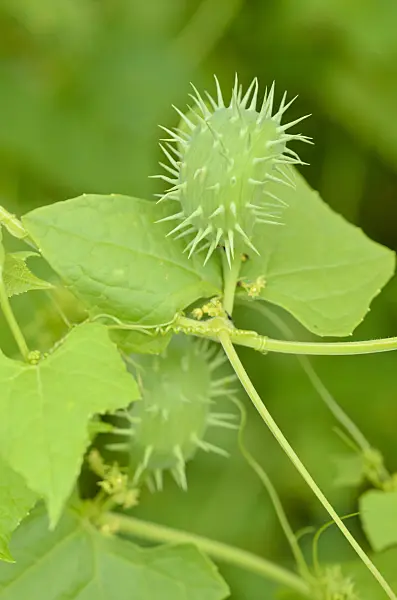 524098 - Bolivian cucumber (Cyclanthera brachystachya)