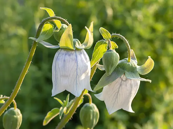 425108 - Bonnet bellflower (Codonopsis clematidea)
