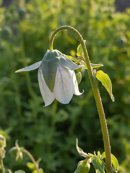 425109 - Bonnet bellflower (Codonopsis clematidea)