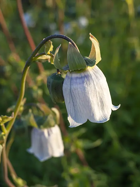 438228 - Bonnet bellflower (Codonopsis clematidea)