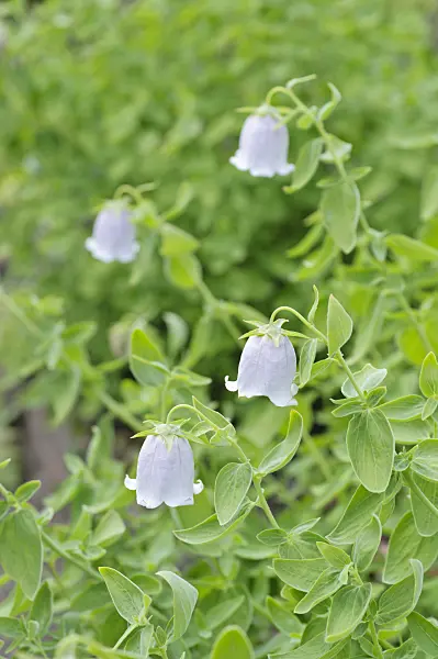 485106 - Bonnet bellflower (Codonopsis clematidea)