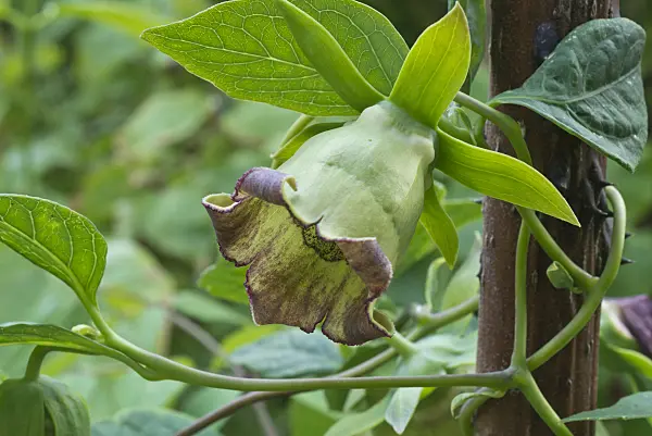 597007 - Bonnet bellflower (Codonopsis lanceolata)