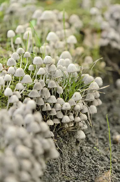 524171 - Bonnet (Mycena)