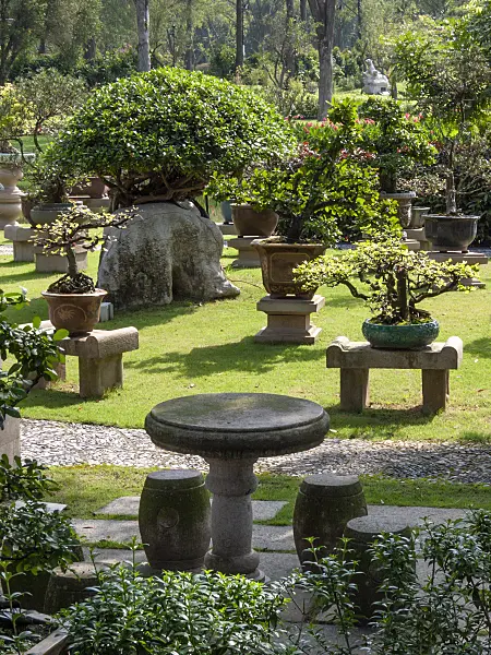 411203 - Bonsai, gravel path, stone table and stone stool in a large bonsai garden